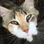 Dubidubiduジャケット